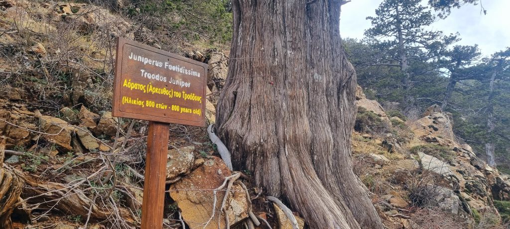 enebro de 800 en Monte Olympos