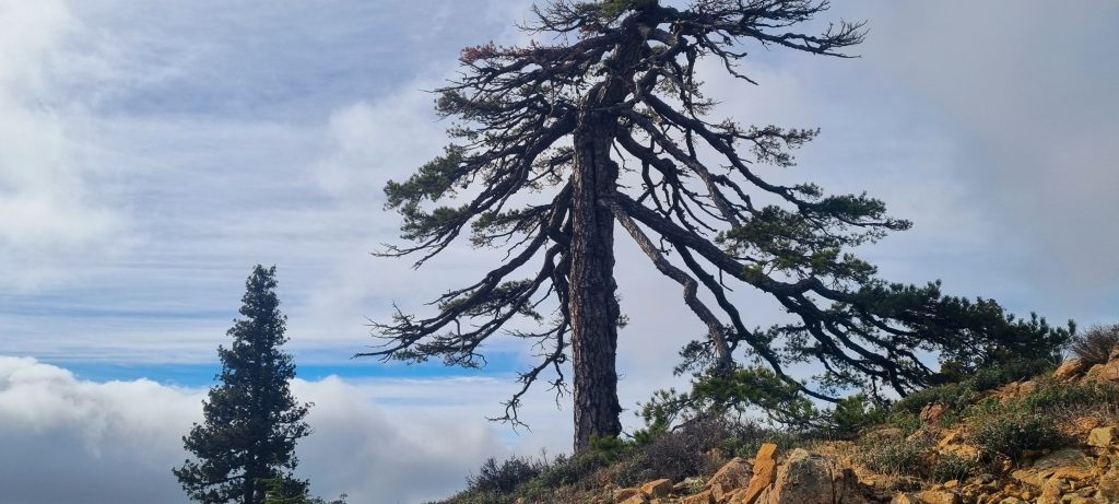 Pino negro gigante en Monte Olympos